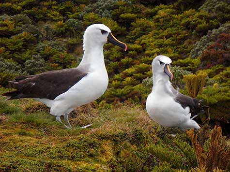 Atlantic Yellow-Nosed Albatross 